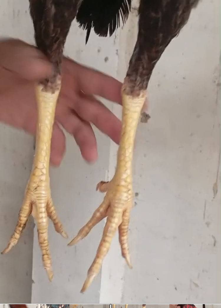 تپنی کمال کی ہے جس نے کرنی ہو وہ ساتھ لیے کے آئے 2