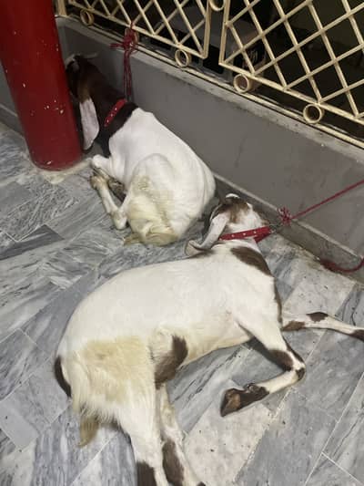 03168473153 Bakra Eid 2026 Premium Goats For Sale