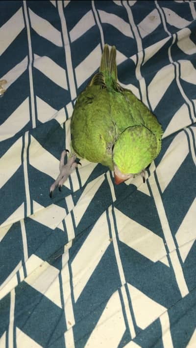 Urgent sale only serious buyer call