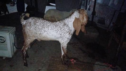 Makhi Cheena Breeder Bakra kheera