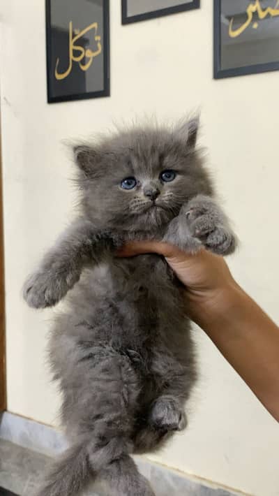 Persian grey kitten for sale