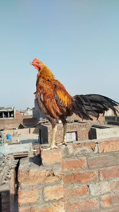 burmi chicks   available