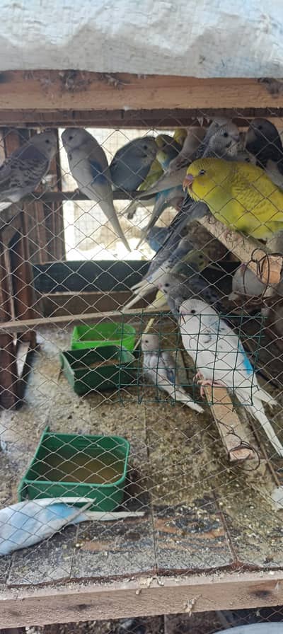 budgies pathy for sale 800 pair