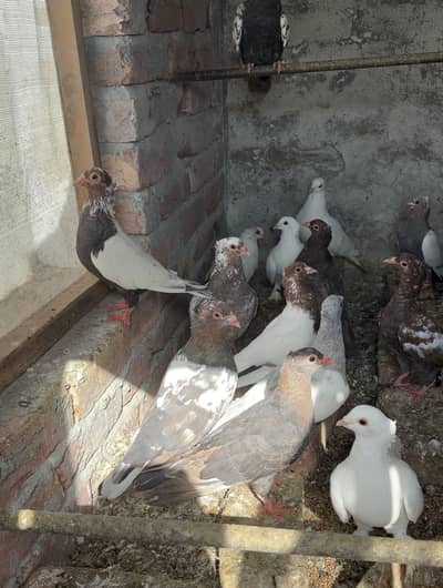 Out class pishori son chiray