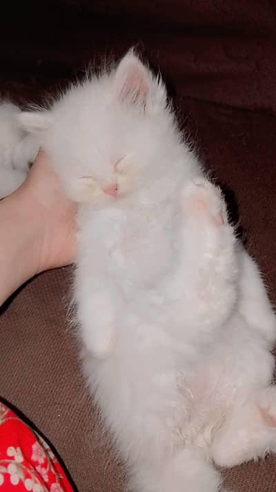 persion cat baby available