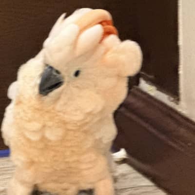 Molucon cockatoo