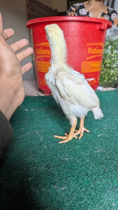 King Size White Oh Shamo Chicks