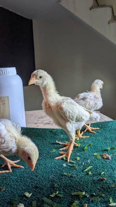 King Size White Oh Shamo Chicks