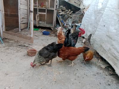 4 adad hens follr sale
