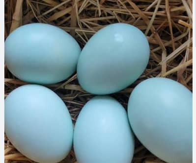 Americana and lohman chicks