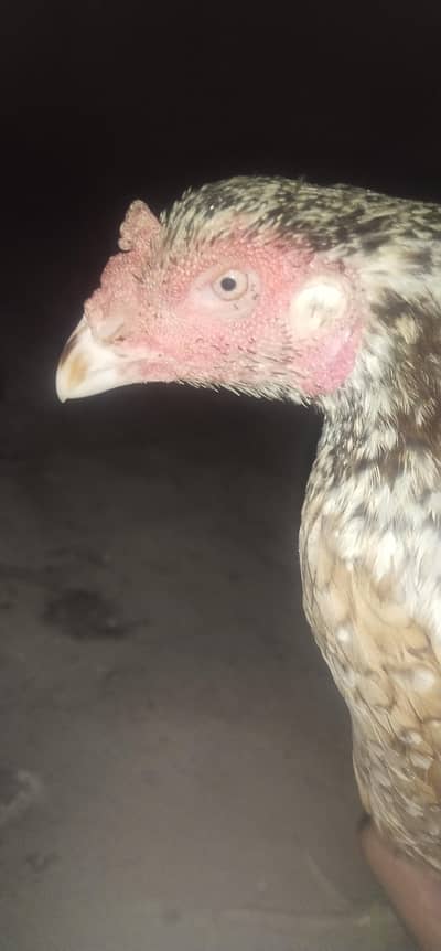 aseel mianwali cheeni mashallah 