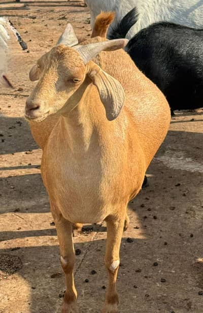 bakray sell karnay hay