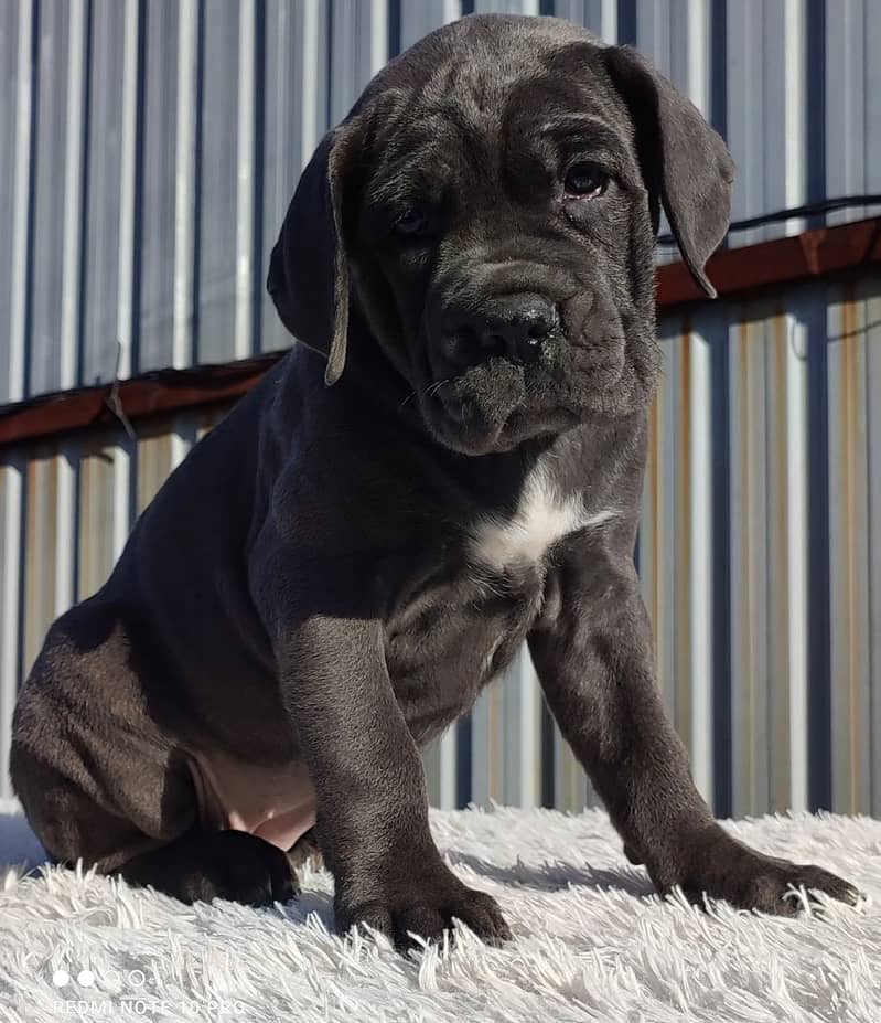 Cane corso 0