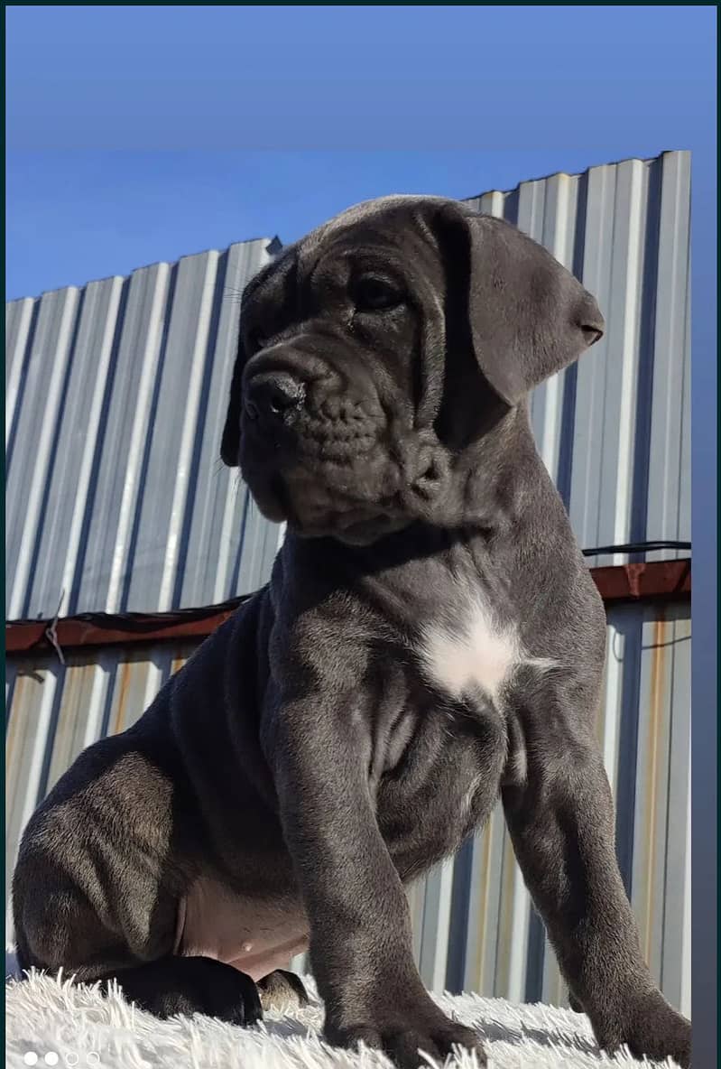 Cane corso 1