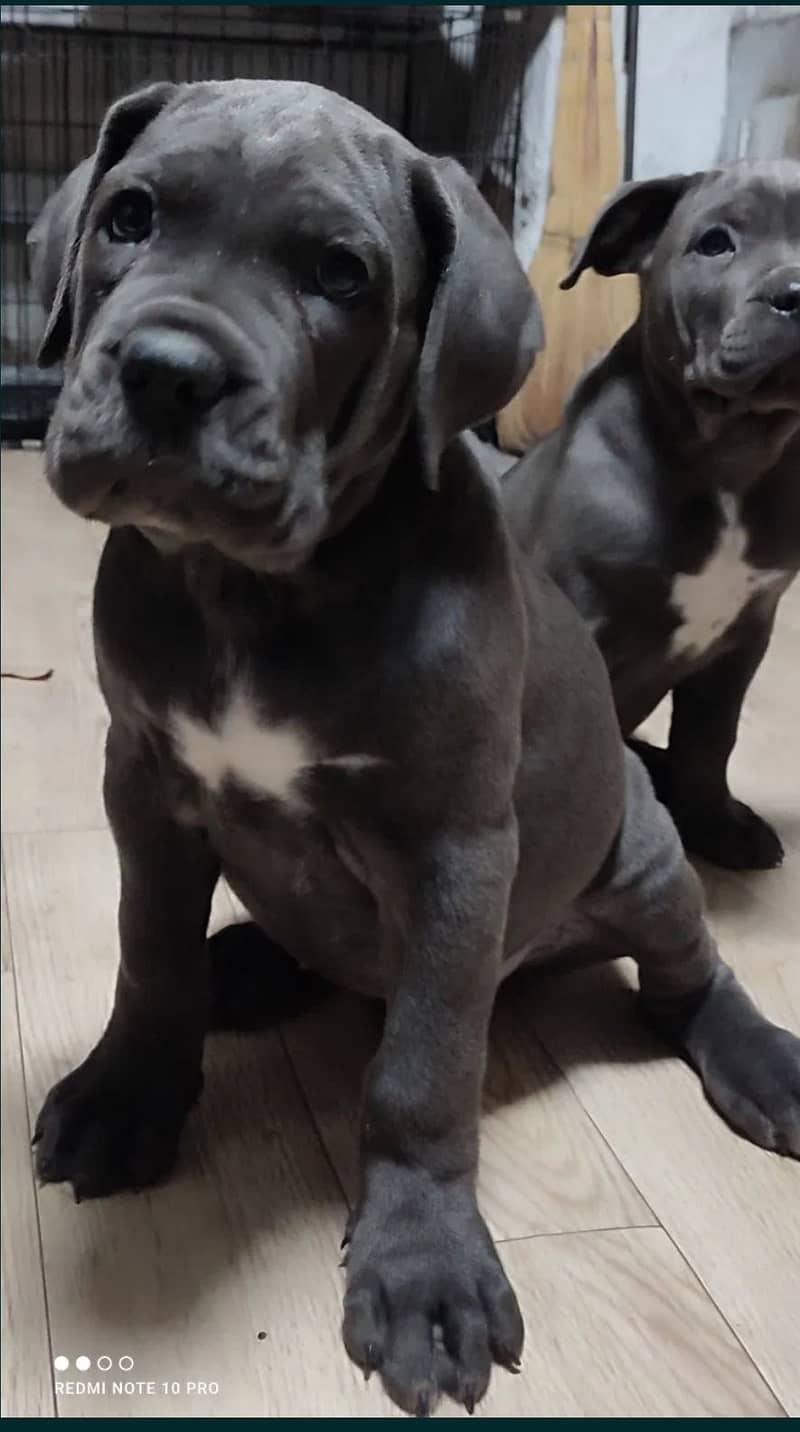 Cane corso 2