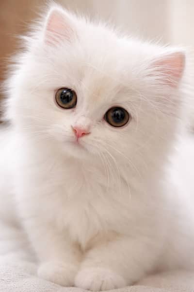 Persian kitten