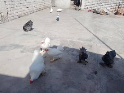 bantam 2 set's for sale