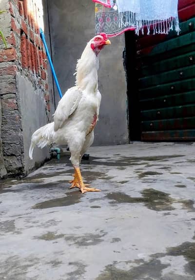 pure paper white Shamo hint jis b bhi ko chahiye Whatsapp 03127545336