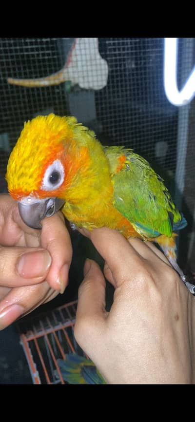 Sunconure full cover hand tame home breed chicks for sale