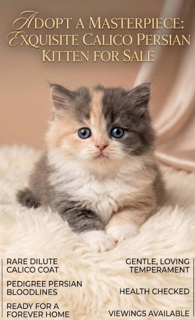 calico kittens available