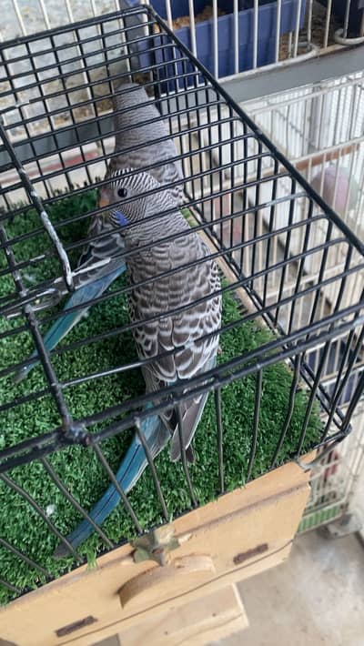 Sunconure chicks , blackface undersize , blackface splits tcb hogoromo