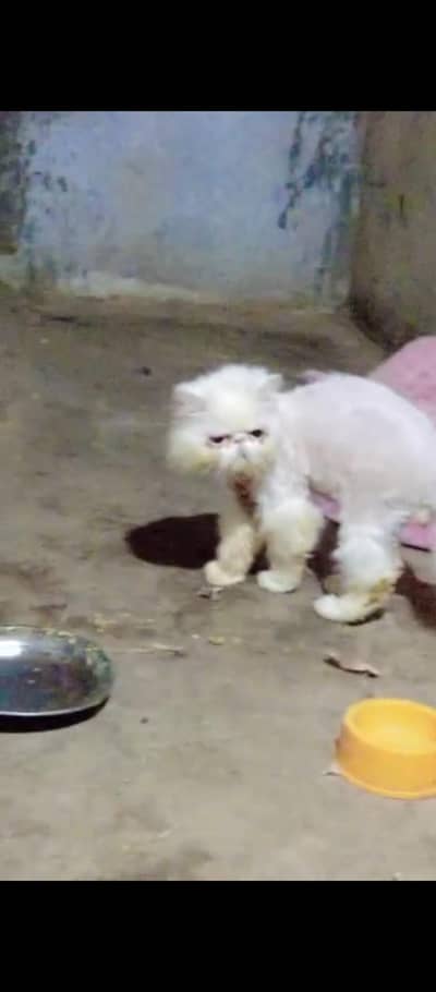 pure piki stud male for sale