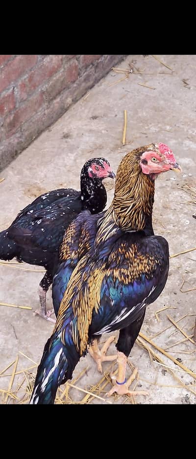 Aseel Pair Healthy Active