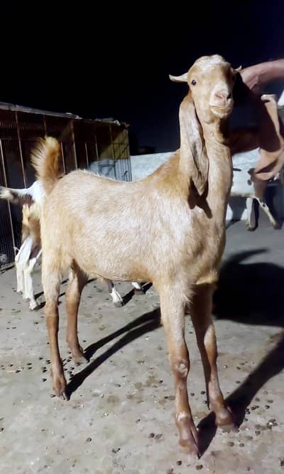 Kamori Bissar Qurbani ka ka paka khera Bakra khasii bakra