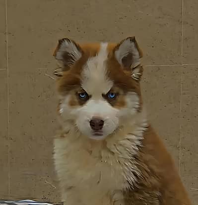 Siberian Husky Puppy | Husky Puppy | woolly coat | Female puppy