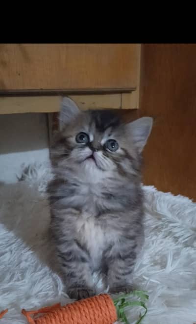 persian triple coat /biy colour male and female kitten