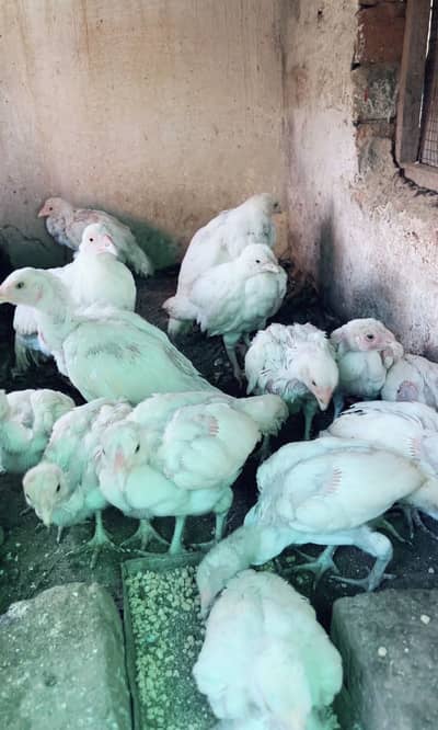 High quality heera chicks available