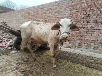 cholastani pure makhi cheeni cow for sell qurbani
