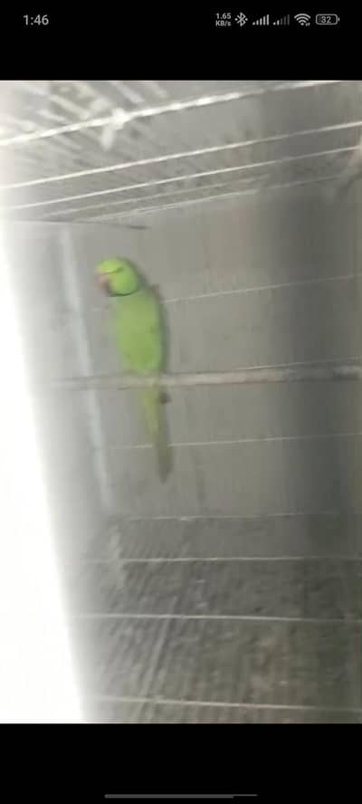 Ringneck Breeder Pairs