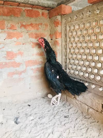 Black O Shamo Female | Highted Female | premium Quality | High Standin