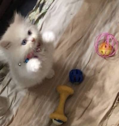 Persian kitten