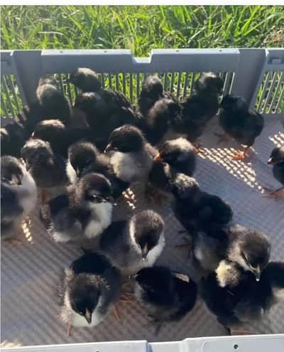 Australorp Chicks  Top Quality