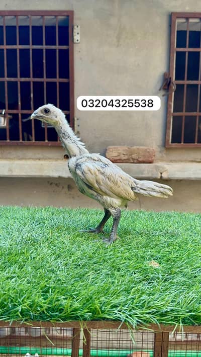 Dragon Chicks 03204325538