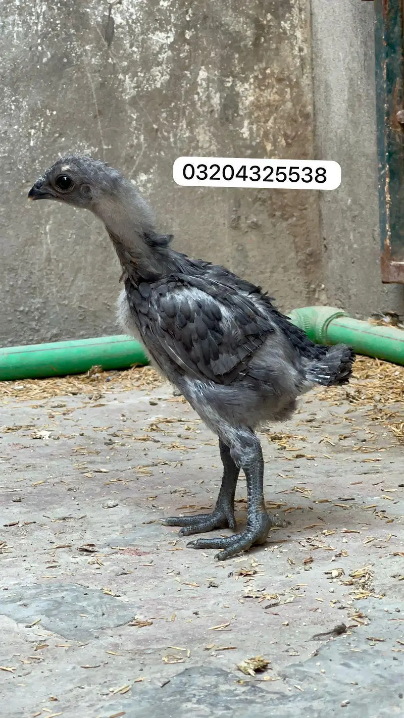 Dragon Chicks 03204325538 — photo 4