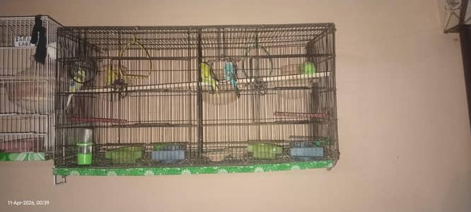 budgies