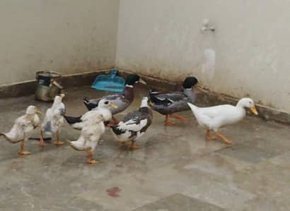 egg lying ducks or chicks