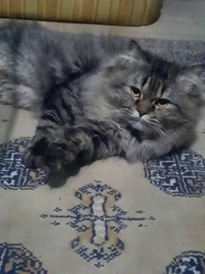 Mating/ Cross/ stud ( NOT FOR SALE]