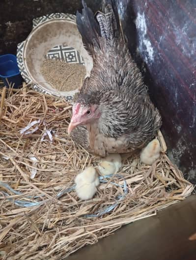 aseel breeder family