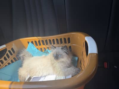 Pure Himalayan kitten with blue eyes