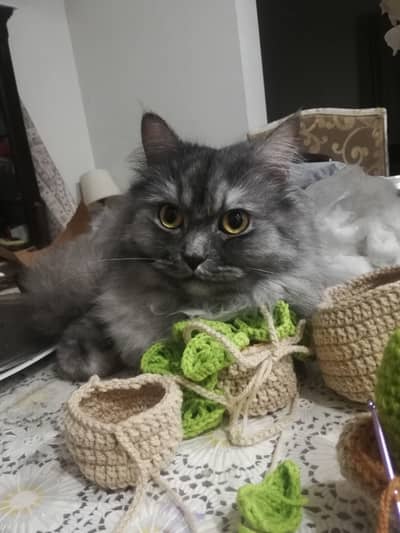 Persian double coated