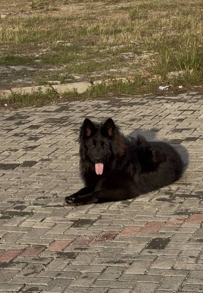 BLACK German shepherd bloodline GARY VOM WILD FIRE