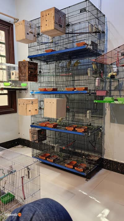 8 portion cage zarar  Albino black eye pair