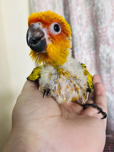 sunconure | white ringneck