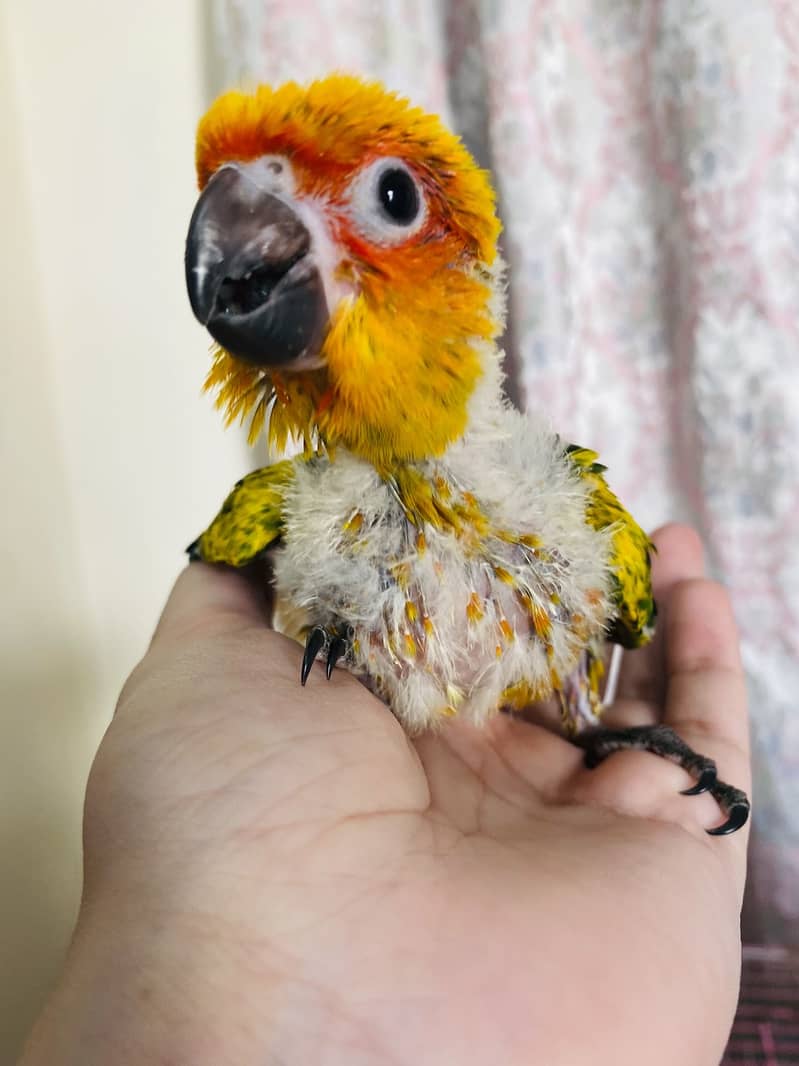 sunconure | white ringneck 0