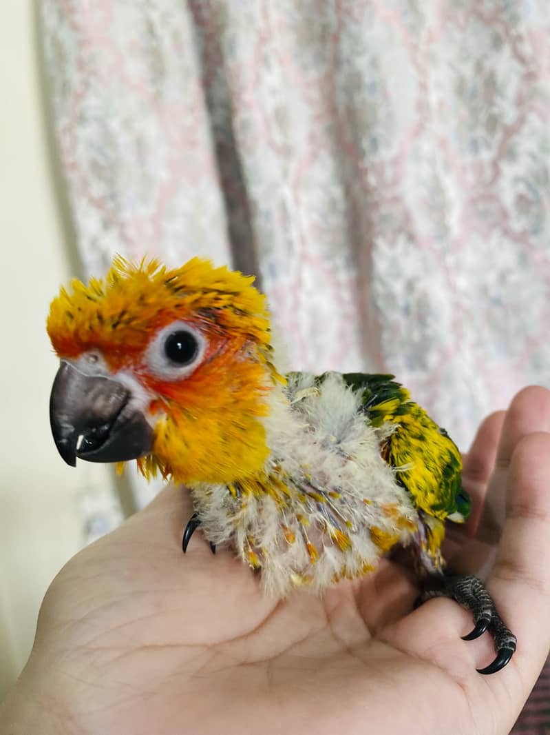 sunconure | white ringneck 1