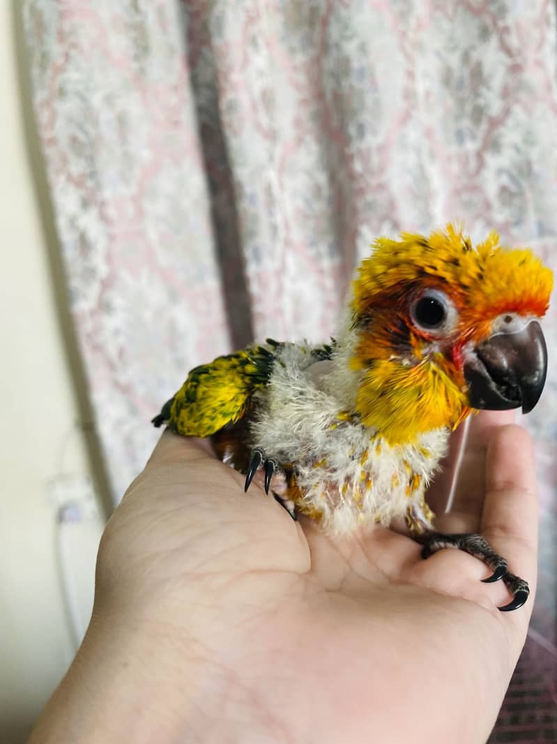 sunconure | white ringneck 2